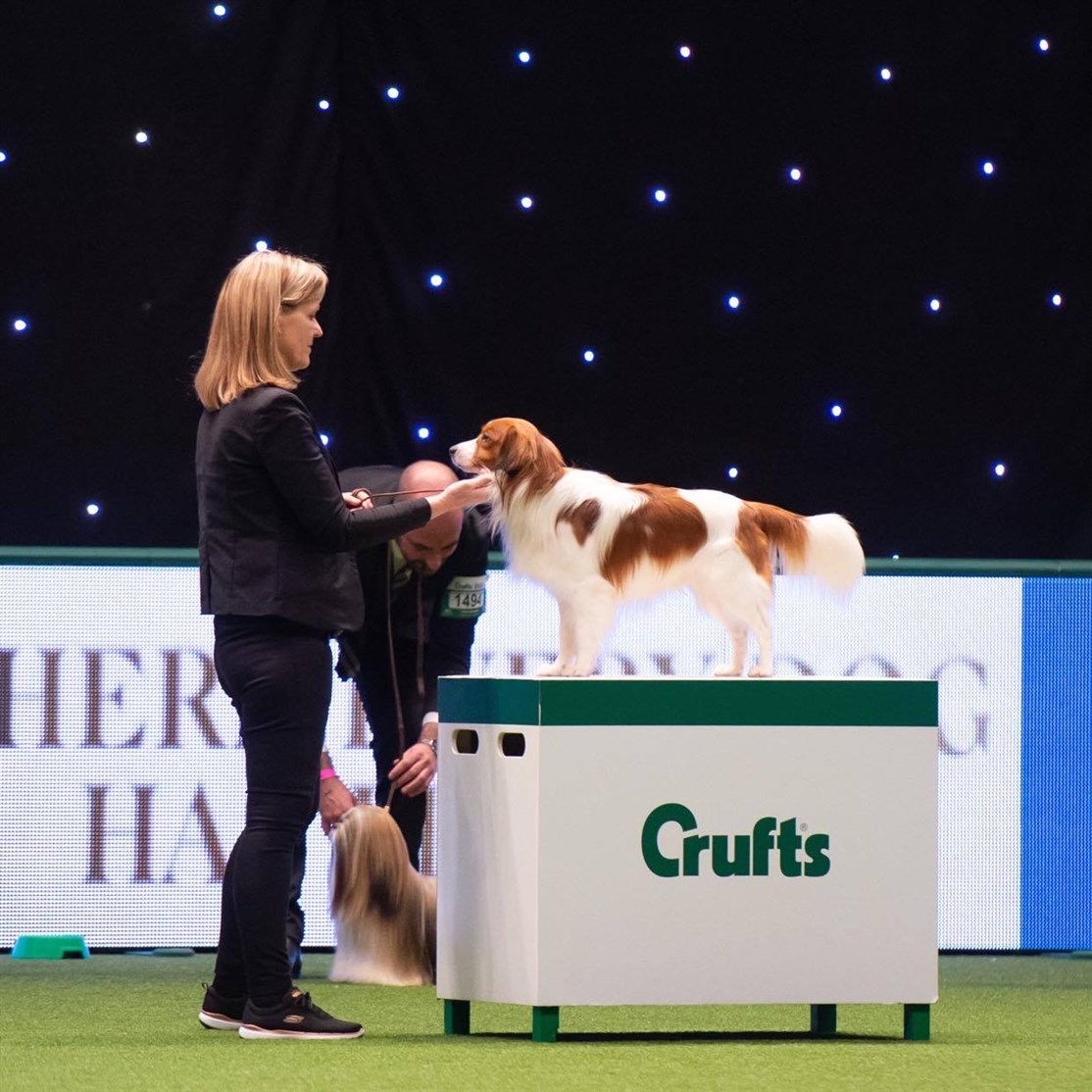 Ginnie & Milo at Curfts 2020 - Main Ring